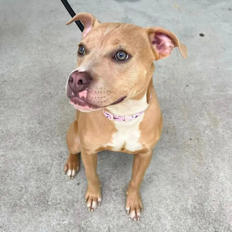 A young medium-sized female Brown / Chocolate Mixed Breed dog named Monroe for adoption in Newark, NJ