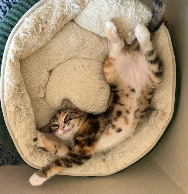A baby medium-sized female Torbie Dilute Tortoiseshell cat named Sierra for adoption in Frederick, MD