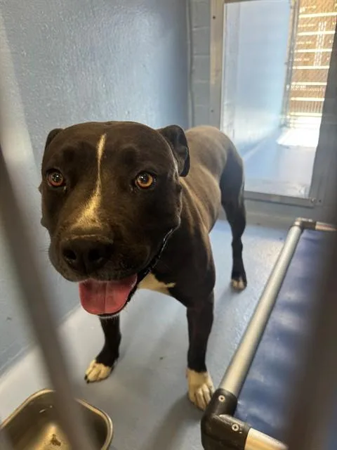 An adult medium-sized male Pit Bull Terrier dog named Friendly for adoption in Downey, CA