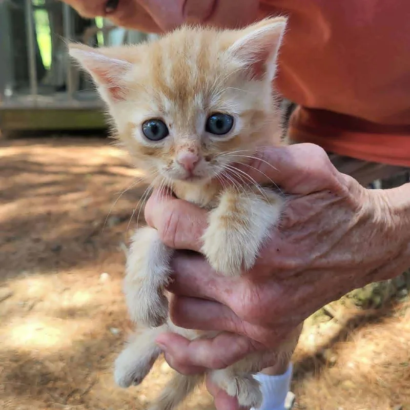 A baby small-sized male Orange / Red Domestic Short Hair cat named Strawberry for adoption in Alexandria, VA