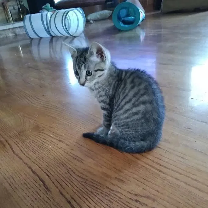 A baby small-sized female Brown / Chocolate Domestic Short Hair cat named Gatita for adoption in South Elgin, IL