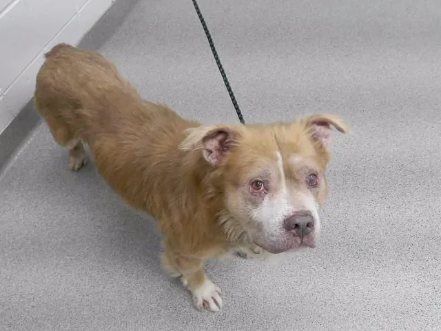An adult large-sized male American Bulldog dog named Garfield for adoption in Omaha, NE