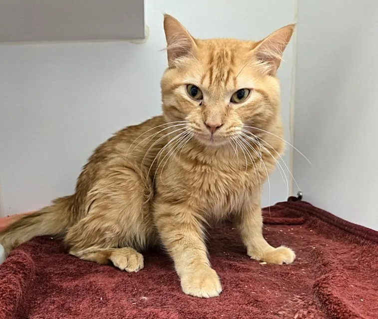 An adult small-sized male Domestic Medium Hair cat named Austin for adoption in Texas City, TX