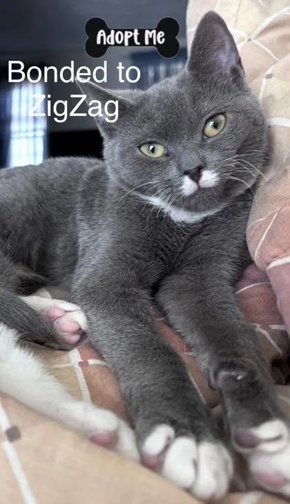 A young small-sized female Domestic Short Hair cat named Stella for adoption in Lowell, MA