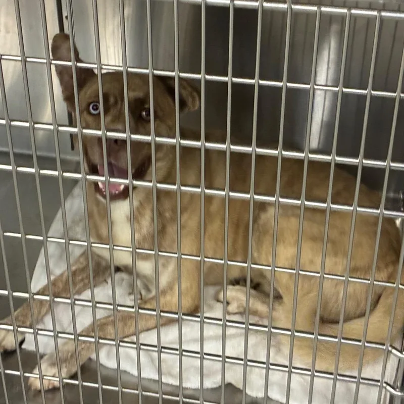 An adult medium-sized male Husky dog named Forrest for adoption in Greensboro, NC