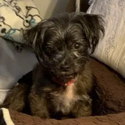 A senior small-sized male Yorkshire Terrier dog named Spanky for adoption in Miami, FL