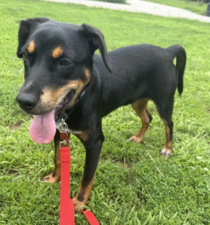 A young medium-sized female Manchester Terrier dog named Mj for adoption in Brooklyn, NY