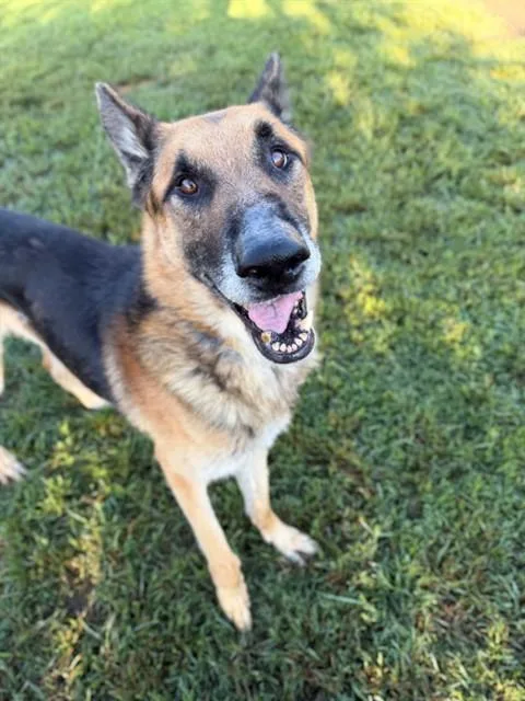 An adult large-sized male German Shepherd Dog dog named Kylo for adoption in Riverside, CA