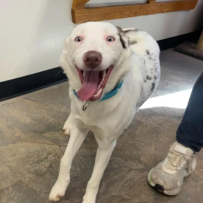 An adult medium-sized female Australian Shepherd dog named Crystal for adoption in Roosevelt, UT