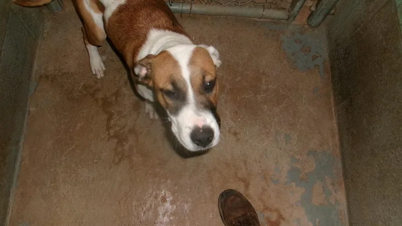 A young medium-sized male Boxer dog named Gino for adoption in Winslow, AZ