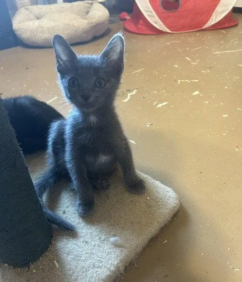 A baby medium-sized male Gray / Blue / Silver Domestic Short Hair cat named Mark for adoption in Orlando, FL