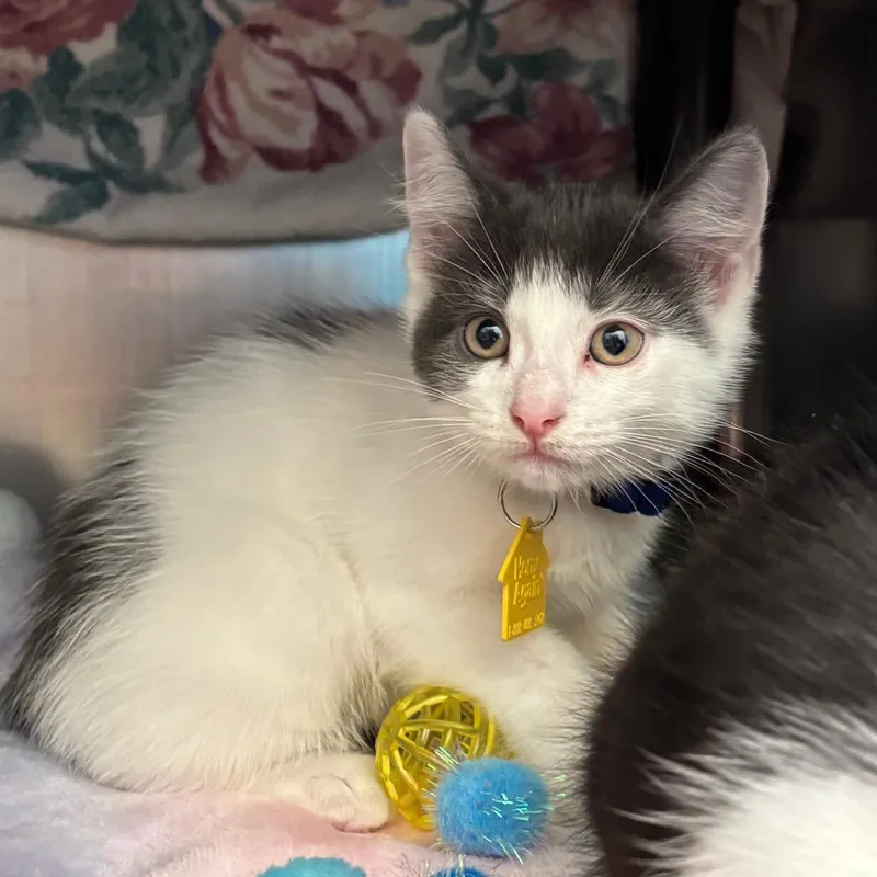 A baby small-sized male White Domestic Short Hair cat named Frozone for adoption in Springfield, MA