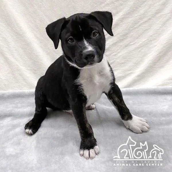 A baby small-sized male Staffordshire Bull Terrier dog named Ginkgo for adoption in Irvine, CA