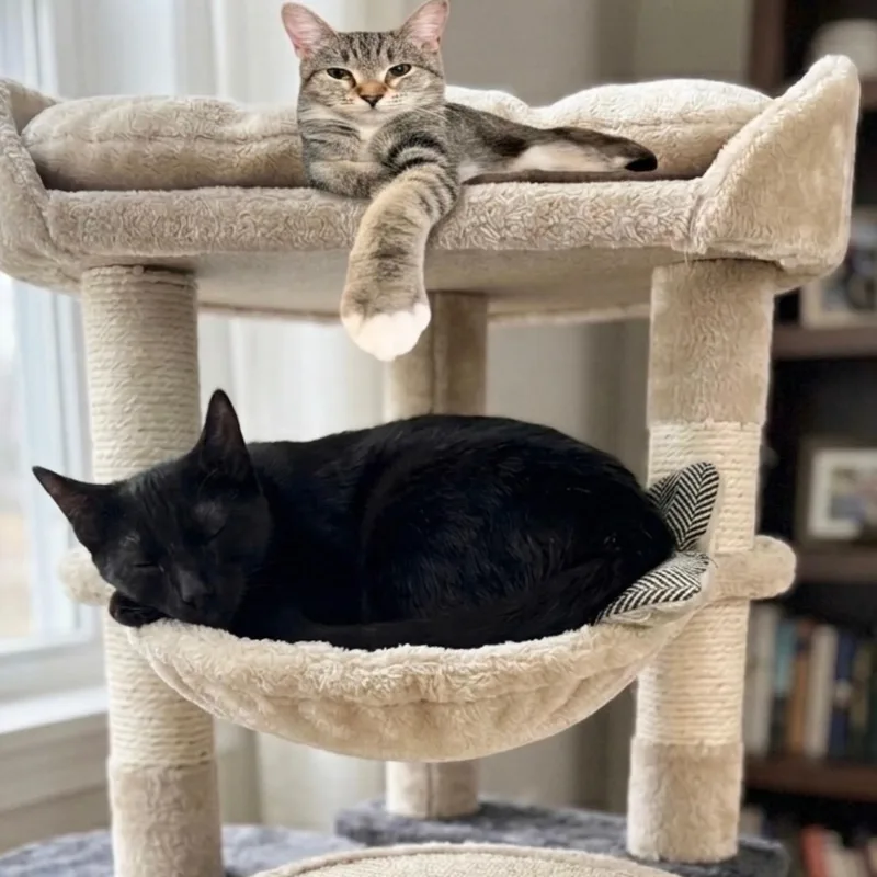 A baby small-sized female Domestic Short Hair cat named Darla And Peter for adoption in Miami, FL