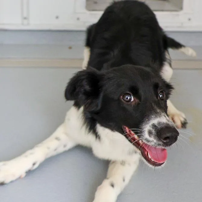 A young medium-sized female Black Border Collie dog named Minnie for adoption in Bradenton, FL