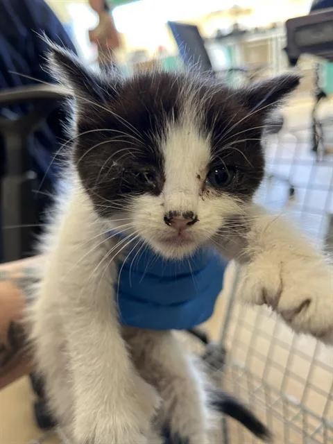A baby small-sized female Domestic Short Hair cat named Buttercup for adoption in Chula Vista, CA