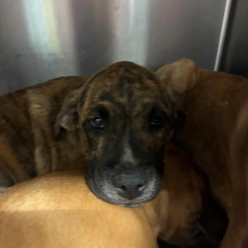 A baby small-sized female Brindle Mixed Breed dog named Salsa for adoption in Corbin, KY