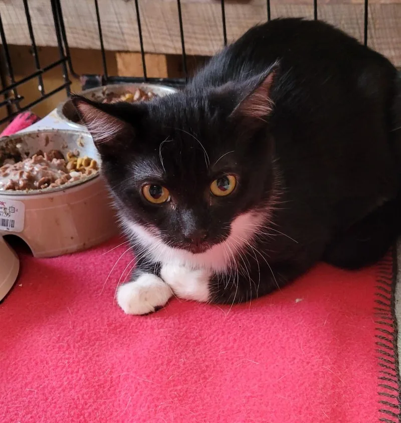 A baby medium-sized female Domestic Short Hair cat named Princess Arial for adoption in Windsor, CT