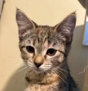 A baby medium-sized female Tabby (Brown / Chocolate) Domestic Short Hair cat named Sadie for adoption in Battle Creek, MI