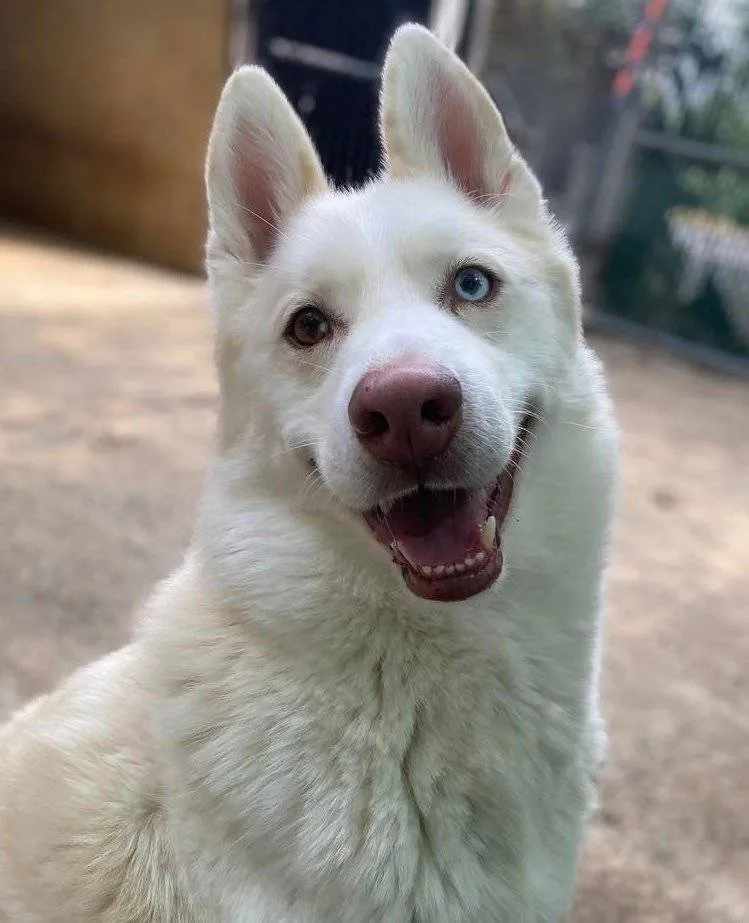 Maverick thumbnail 4