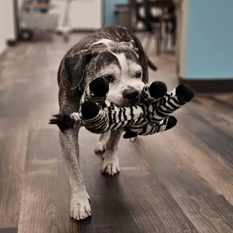 Tiger Lily thumbnail 2