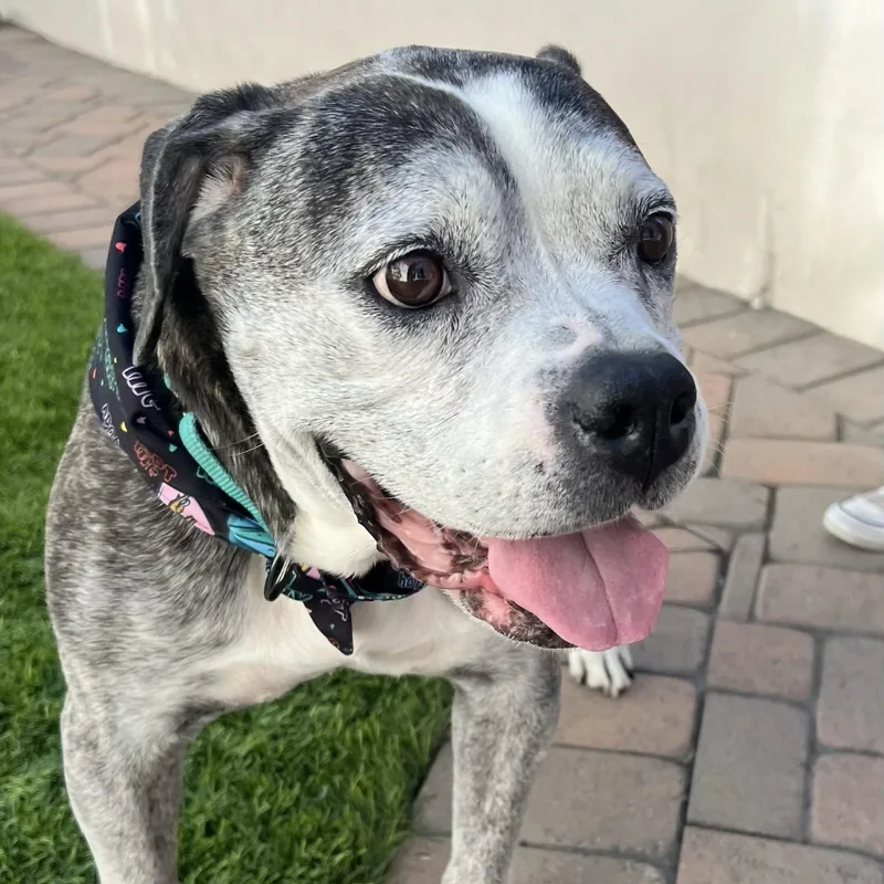 Tiger Lily thumbnail 3