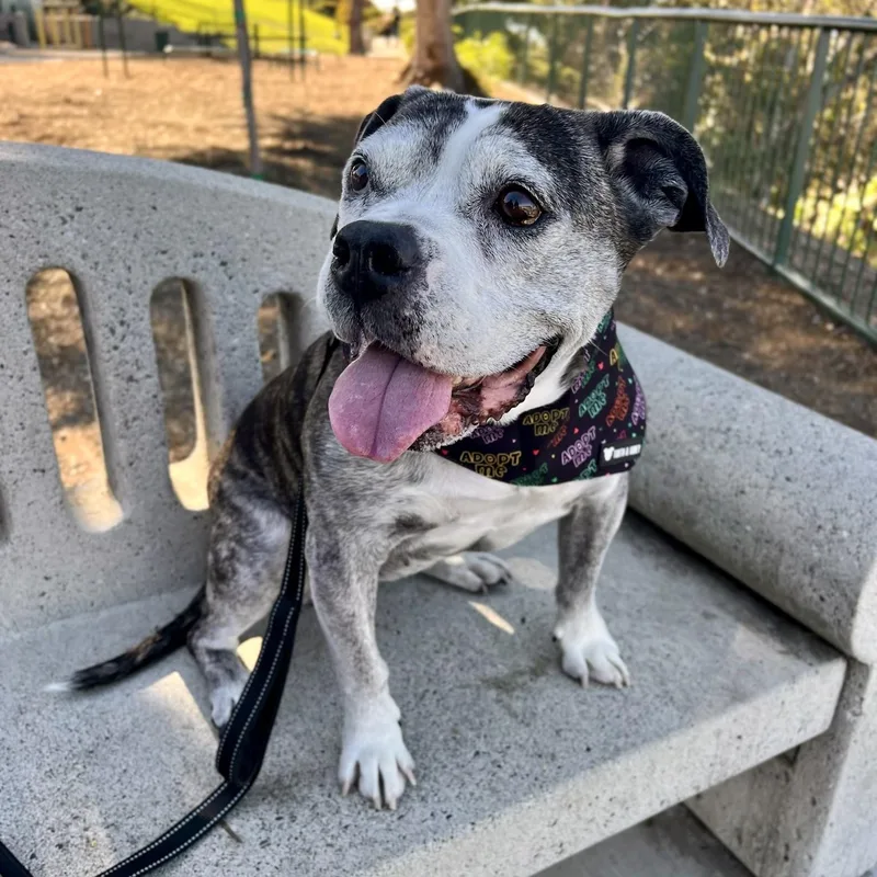 Tiger Lily thumbnail 4