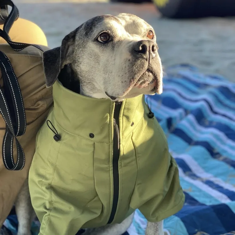 Tiger Lily thumbnail 5