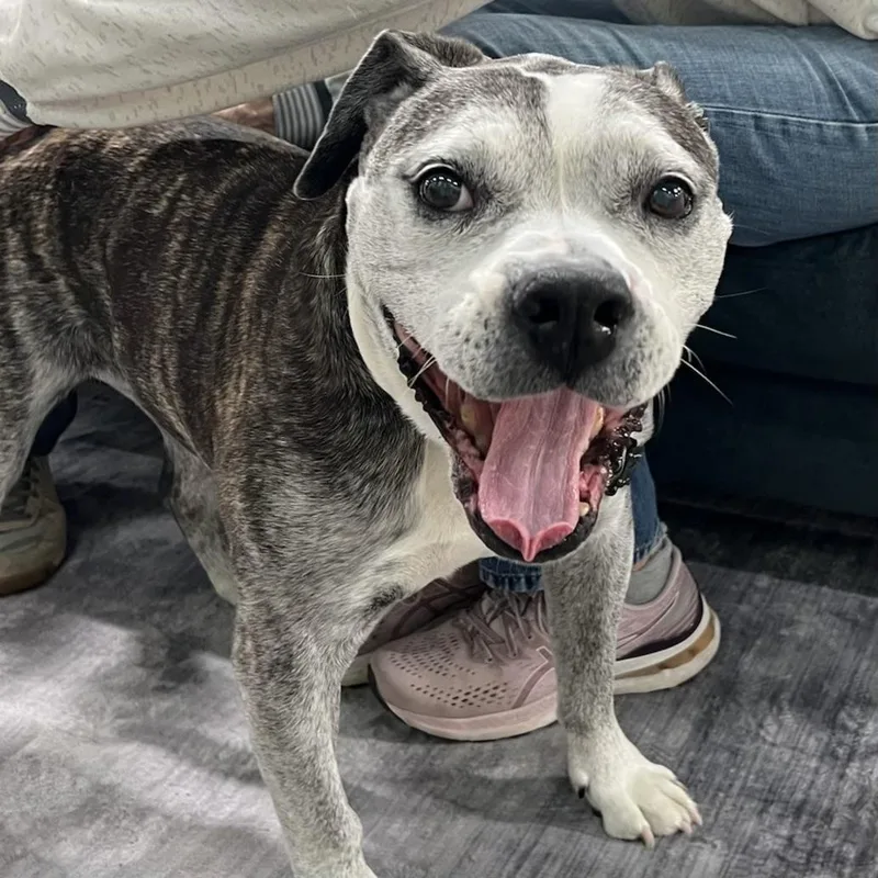 Tiger Lily thumbnail 6