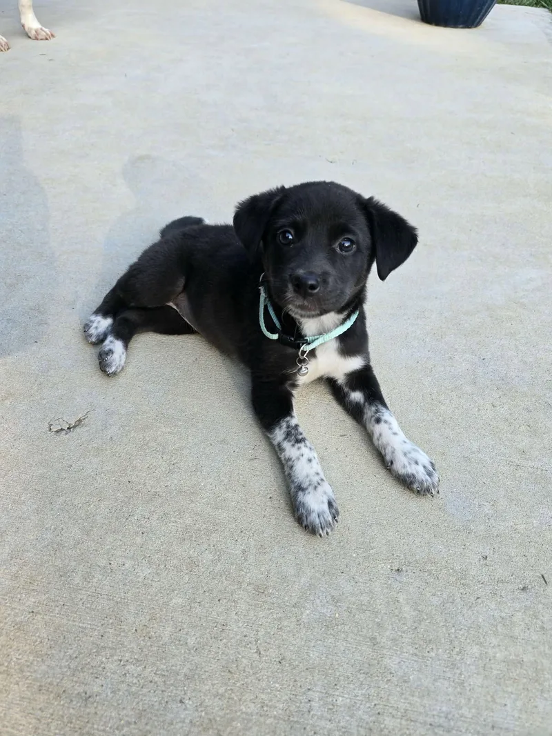 A baby medium-sized female Labrador Retriever dog named Ethel for adoption in Barnhart, MO