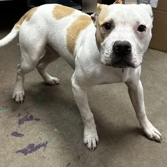 A young medium-sized male Brown / Chocolate Mixed Breed dog named Bowser for adoption in Davenport, IA