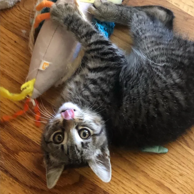 A baby small-sized male Brown / Chocolate Domestic Short Hair cat named Carl for adoption in Sunnyvale, CA
