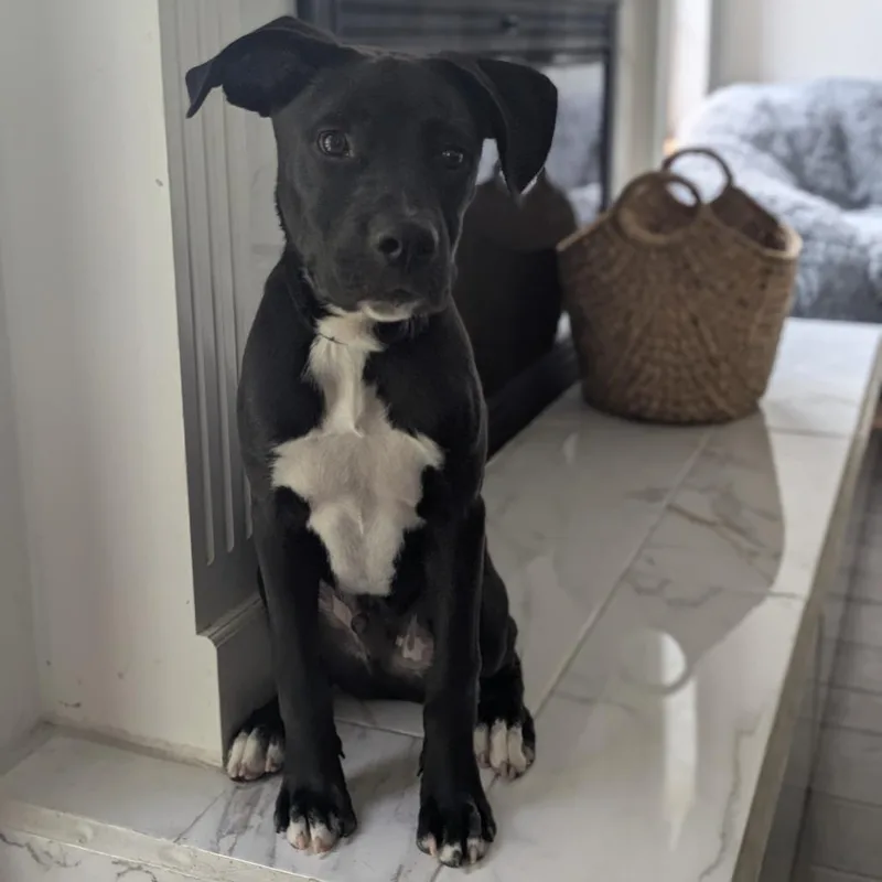 A young medium-sized male Black Pit Bull Terrier dog named Sock for adoption in Austin, TX