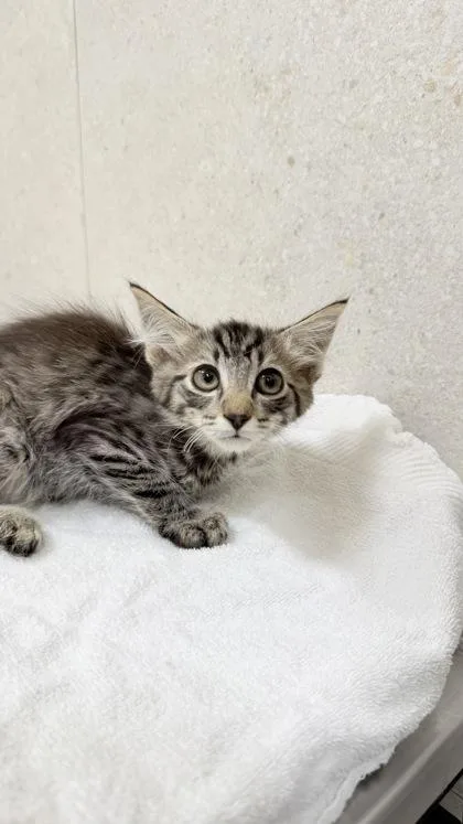 A baby small-sized male Domestic Short Hair cat named Neville Longbottom for adoption in Honolulu, HI