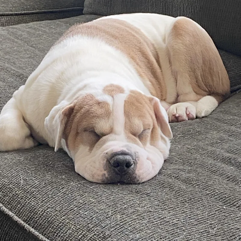 A baby large-sized female Yellow / Tan / Blond / Fawn Shar-Pei dog named Origami for adoption in Raleigh, NC