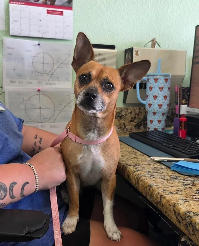 A young small-sized male Chihuahua dog named Nacho for adoption in New Braunfels, TX