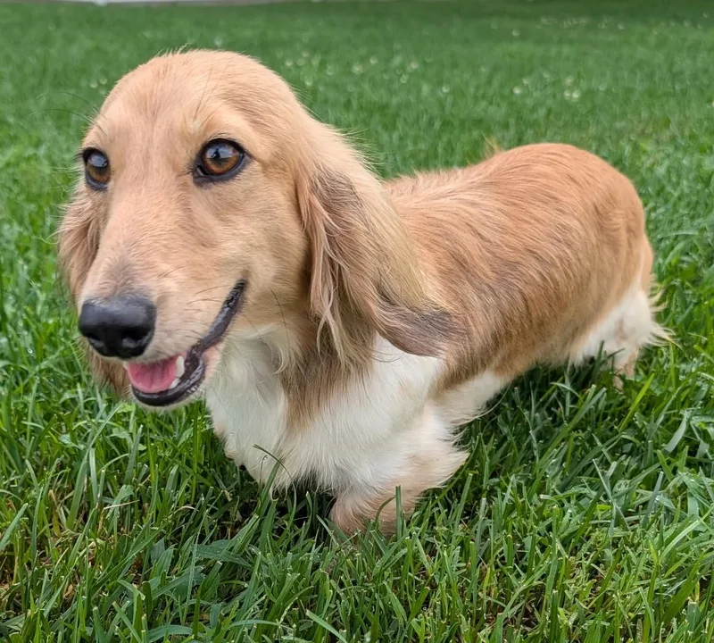 An adult small-sized female Golden Dachshund (Long Haired) dog named Beauty in NC for adoption in Shelbyville, TN