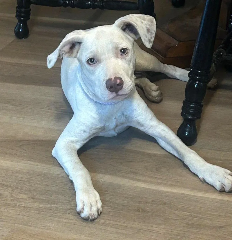 A baby medium-sized female Pointer dog named HoneyBelle for adoption in Wakefield, RI
