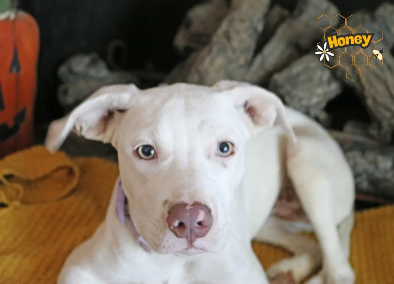 HoneyBelle thumbnail 3
