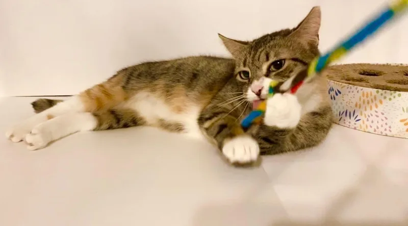 Pepper thumbnail 2