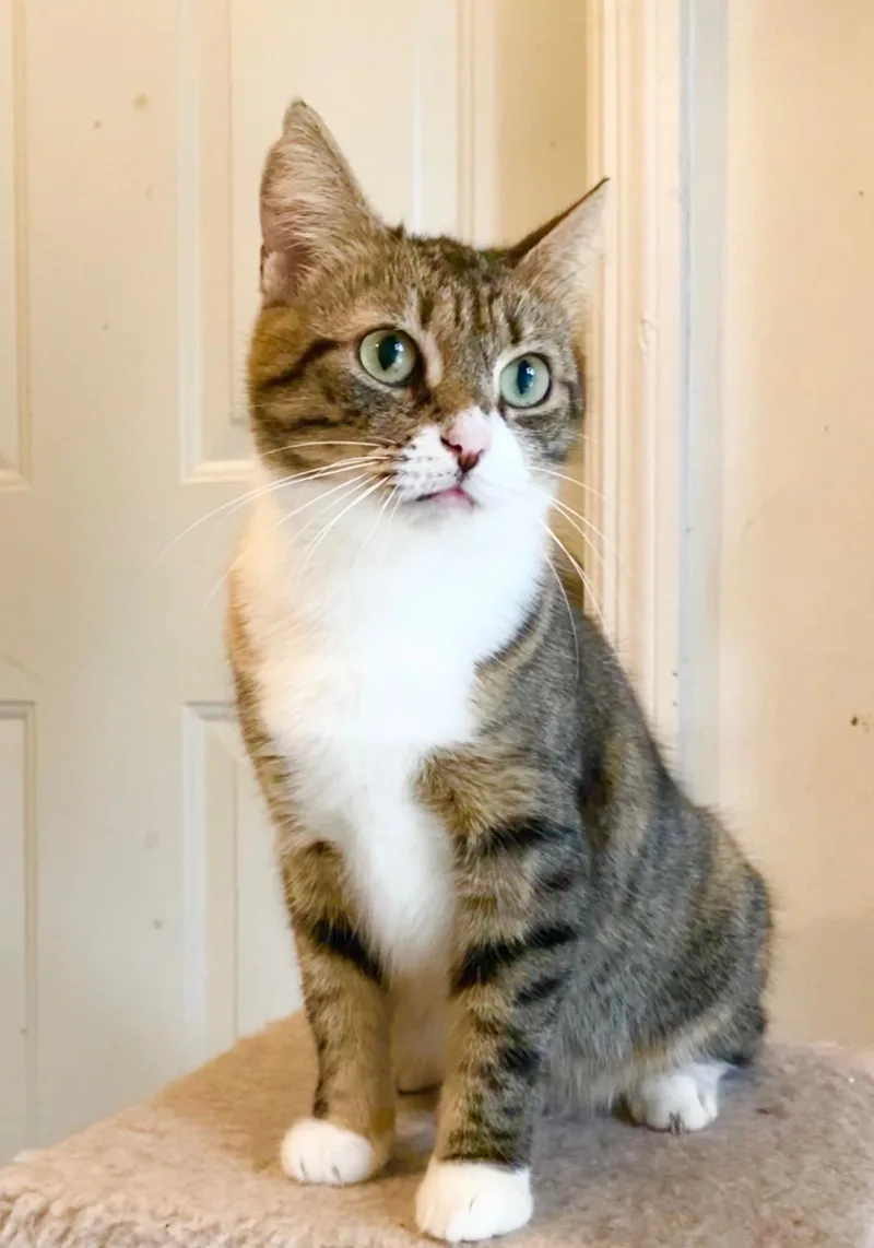 Pepper thumbnail 3