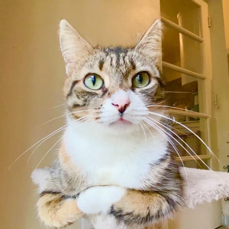 Pepper thumbnail 4
