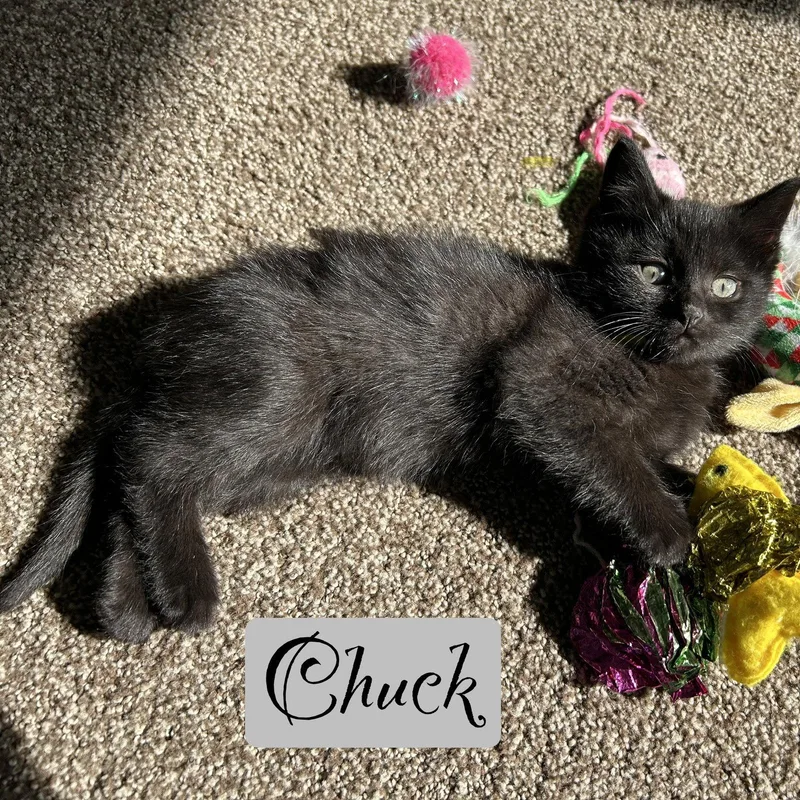 Chuck thumbnail 2