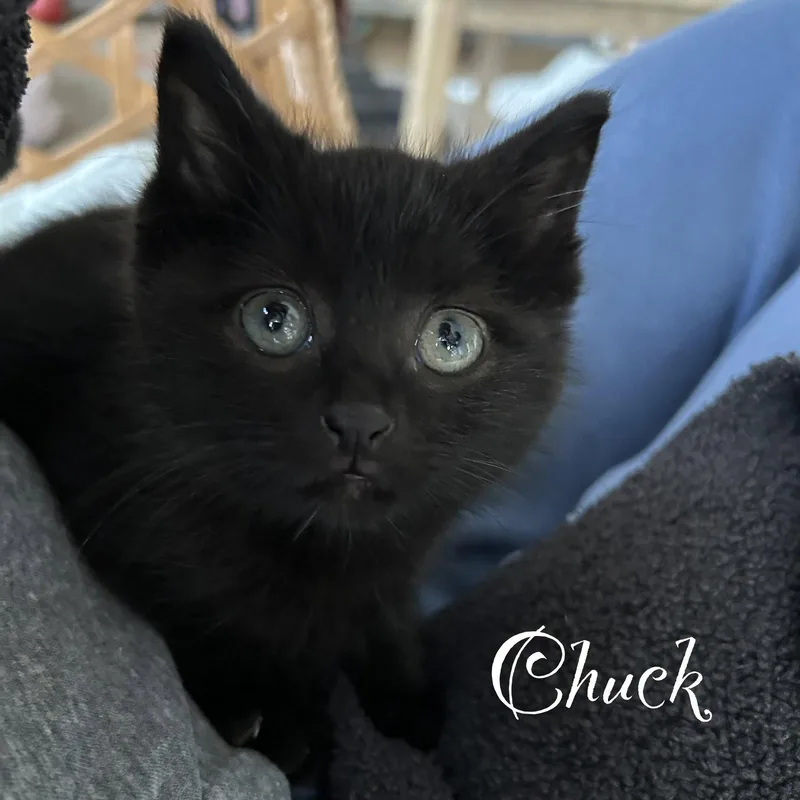 Chuck thumbnail 3
