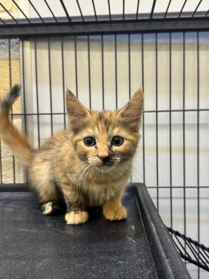 A young small-sized female Domestic Medium Hair cat named Victoria for adoption in Vero Beach, FL