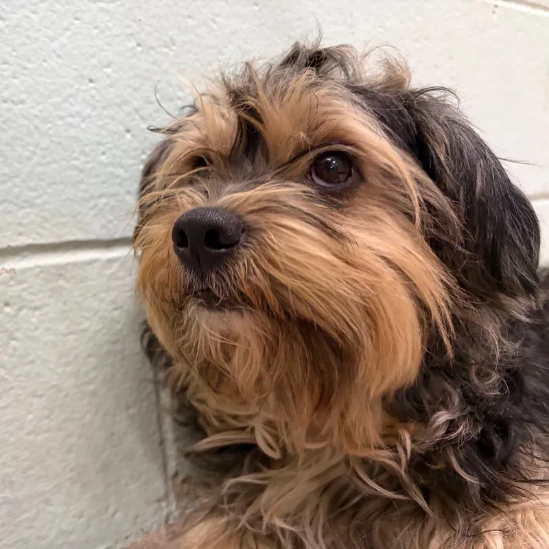 A baby small-sized male Brown / Chocolate Yorkshire Terrier dog named Wookiee for adoption in Newark, NJ
