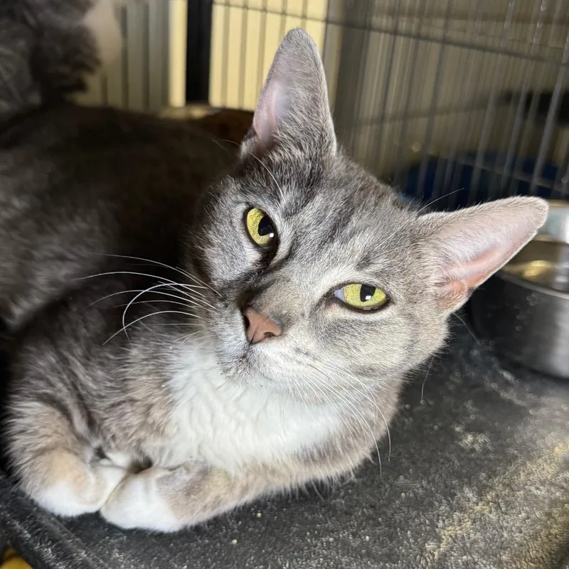 A young medium-sized female Domestic Short Hair cat named Gingerbread for adoption in Saginaw, MI