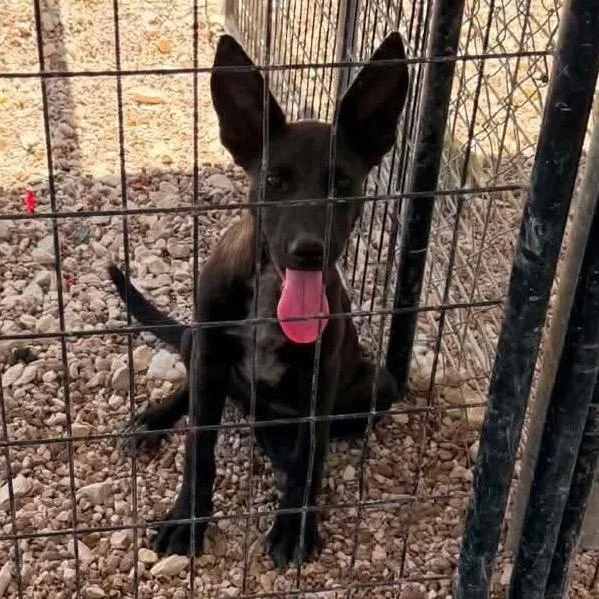 A baby medium-sized female Belgian Shepherd / Malinois dog named Jessie for adoption in Shawnee, KS