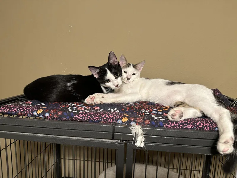 A young small-sized male Black & White / Tuxedo Domestic Short Hair cat named Acer for adoption in Longwood, FL