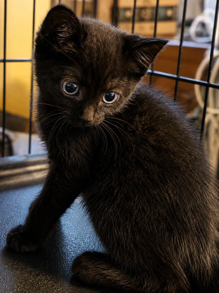 A baby medium-sized male Domestic Short Hair cat named Keith Partridge for adoption in Parkville, MD